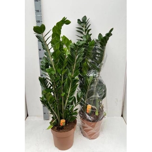 ZAMIO ZAMIIFOLIA