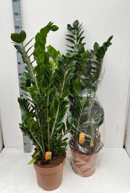 <h4>ZAMIO ZAMIIFOLIA</h4>