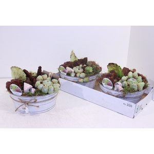 ARR SEMPERVIVUM