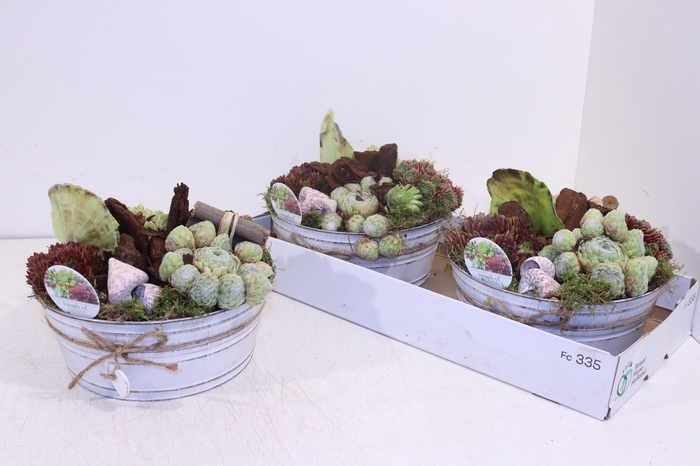 <h4>ARR SEMPERVIVUM</h4>