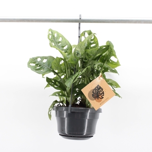 Monstera Monkey Leaf in hangpot