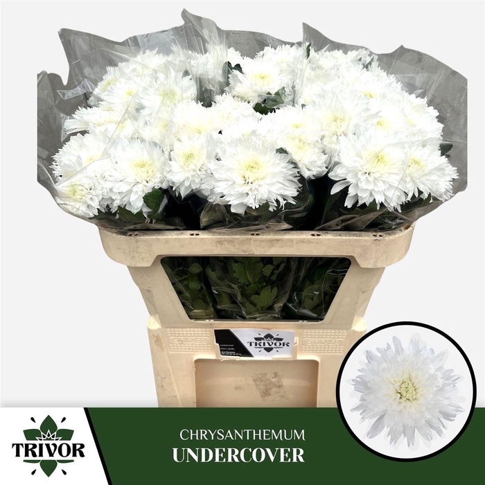 <h4>Chr G Undercover</h4>