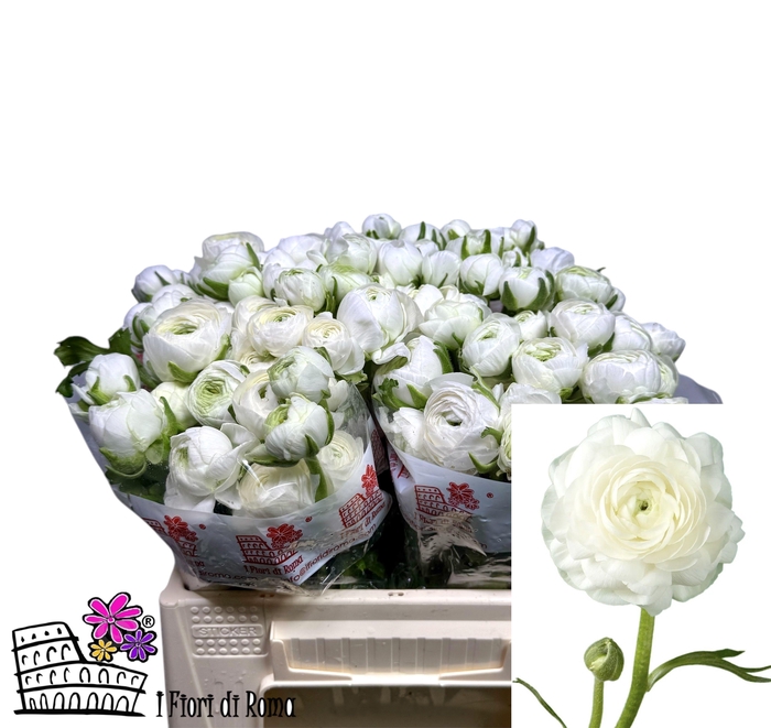 <h4>RAN DOLCEVITA WHITE</h4>