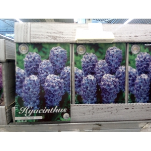 Hyacinthus   ...flowerbulbs