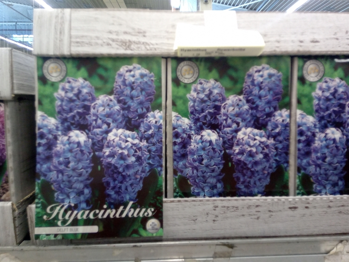 <h4>Hyacinthus   ...flowerbulbs</h4>