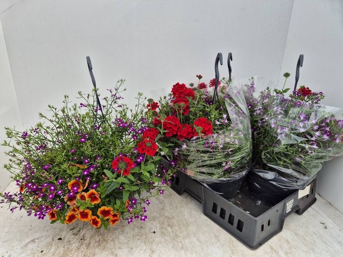 <h4>HANGING BASKETS</h4>