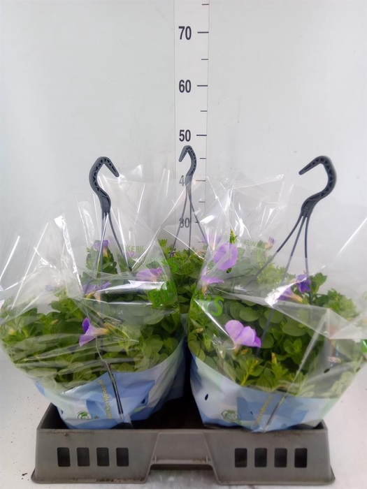 <h4>Petunia ...</h4>