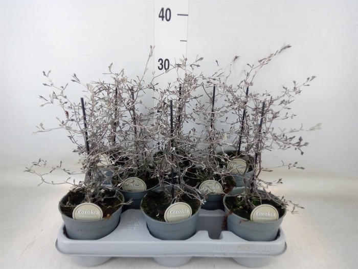 <h4>Corokia cotoneaster</h4>