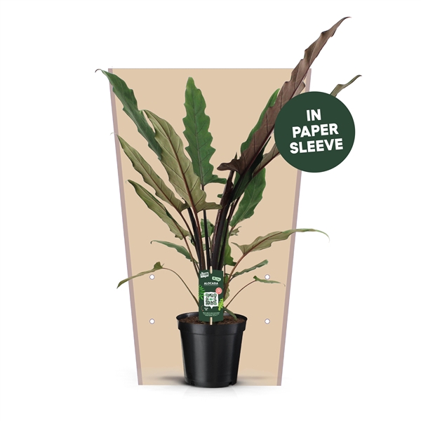 <h4>Alocasia Lauterbachiana Papieren Hoes</h4>