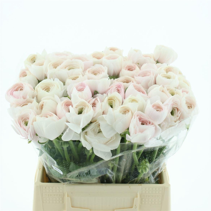 <h4>Ran Su Hanoi Extra (fr) Plastic</h4>