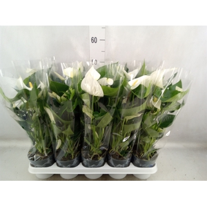 Anthurium  'Karma White'