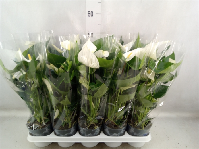 <h4>Anthurium  'Karma White'</h4>