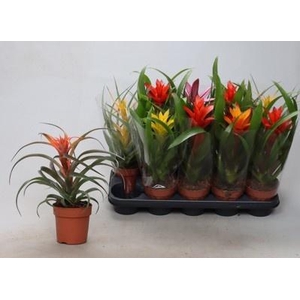 BROMELIA GEM