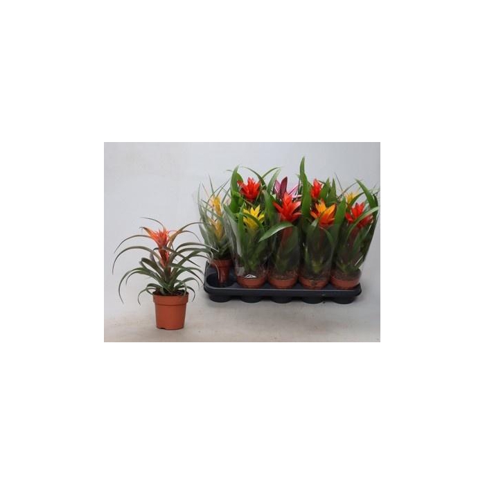 <h4>BROMELIA GEM</h4>