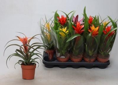 BROMELIA GEM