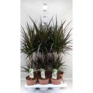 Dracaena marg. 'Magenta'