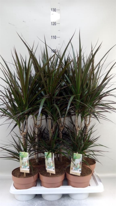 <h4>Dracaena marg. 'Magenta'</h4>
