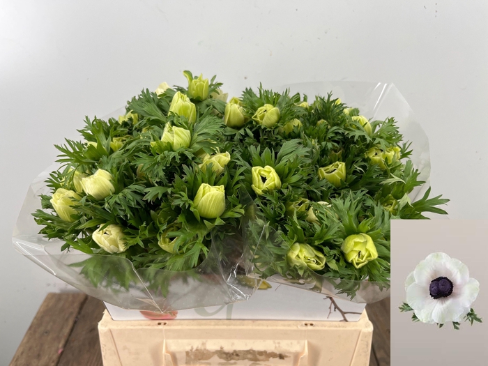 <h4>ANEM CO MAR PANDA</h4>