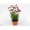 Argyranthemum Frutesc La Rita Red