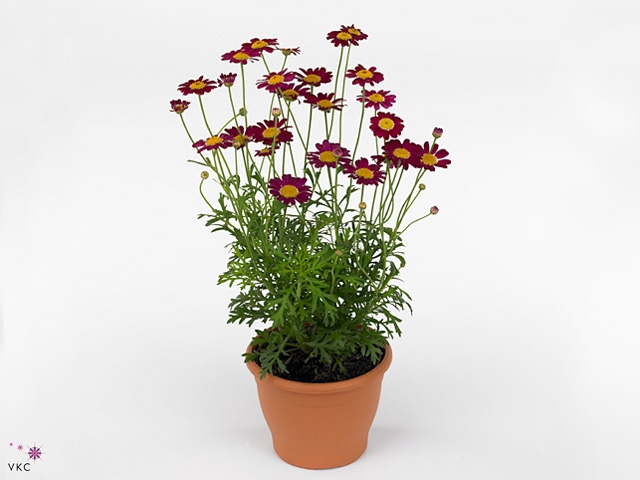 Argyranthemum Red P12