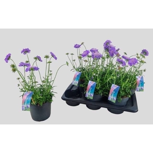 SCAB CO BUTTERFLY BL