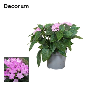 Starcluster Lavendel Decorum