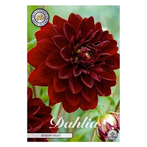 Dahlia Arabian Night x1 l