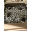KRANS CONIFEER 55