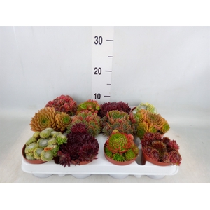 Sempervivum   ...