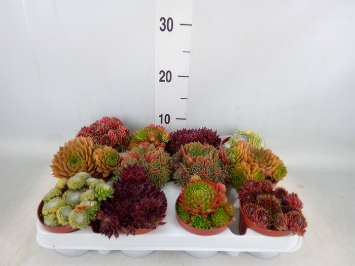 <h4>Sempervivum   ...</h4>