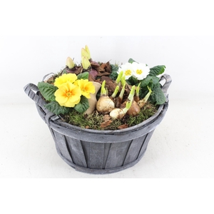 arr4 Primula PL - Hout grijs ton oor XL