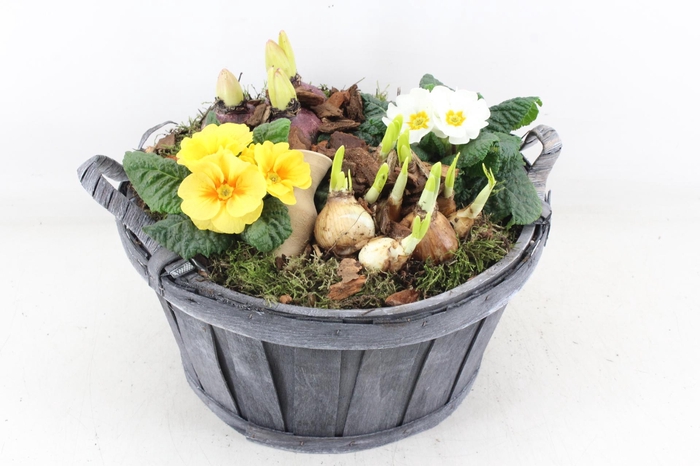 <h4>arr4 Primula PL - Hout grijs ton oor XL</h4>