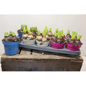 arr8 Hyacin Gem 3 Kl