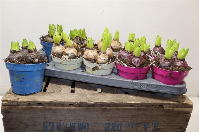 <h4>arr8 Hyacin Gem 3 Kl</h4>