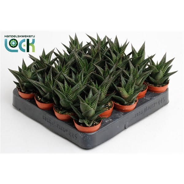 <h4>Haworthia Limifolia</h4>