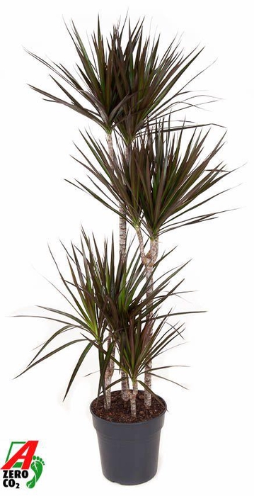 <h4>Dra Ma Magenta</h4>