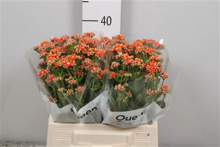 <h4>Kal Flamin Or Meadow</h4>