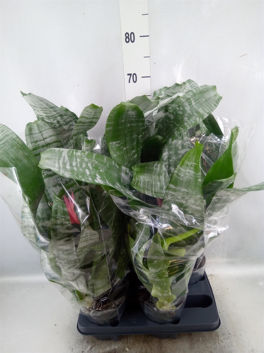 <h4>Aechmea fasciata 'Primera'</h4>