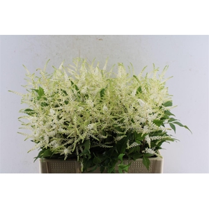 Astilbe Whasingthon White