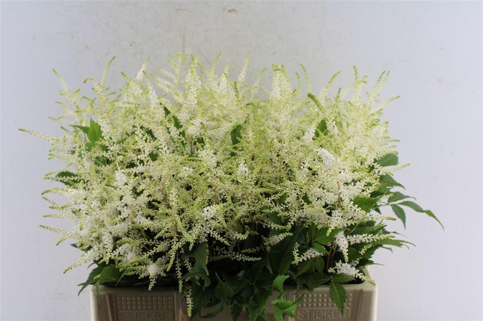 <h4>Astilbe Whasingthon White</h4>