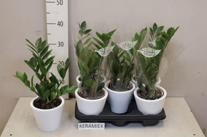 <h4>ZAMIO ZAMIIFOLIA</h4>