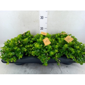 Peperomia rotundifolia