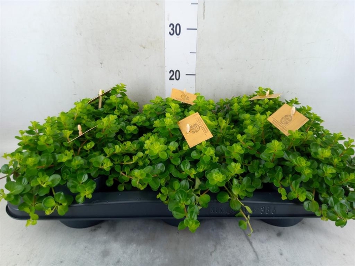 <h4>Peperomia rotundifolia</h4>