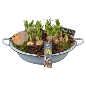 Arr.  Narcissus Tete Tete L%