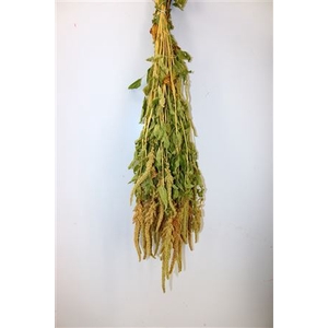 Dried Amaranthus Caud. Green Bunch