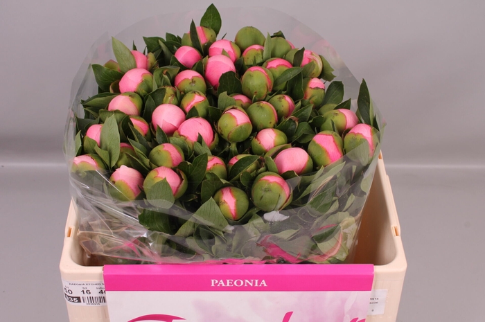 <h4>Paeonia Etched Salmon | Heavy Quality</h4>