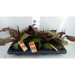 Philodendron   ...