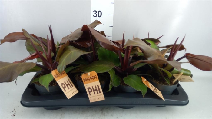 <h4>Philodendron   ...</h4>