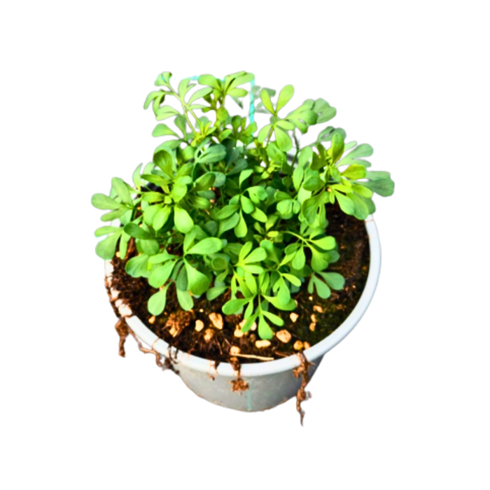 <h4>Ruta graveolens</h4>