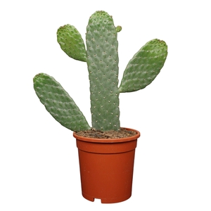 Opuntia